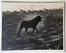 Walter Silver Bull Fight Barcelona 1957 Gelatin Silver Print Unframed picture