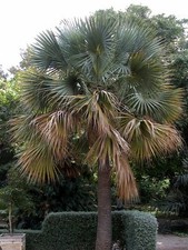 Sabal bermudana 1 Gallon grow bag– Bermuda Palmetto – Cold Hardy picture