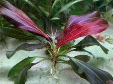 Iguazu 2009 'Red' - Submersed Grown Aquarium Plant picture