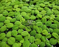 300+Salvinia Floating Plant–Fast Growing | Large Portion | Live Aquarium Plants picture