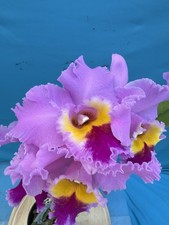 Rlc Mount Good X Lynn Spencer Pink Yellow Purple Blooming Orchid Eros 5.5” Pot picture