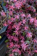 Loropetalum Ruby Compact | 3 Gallon | Loropetalum chinense | Low Maintenance picture