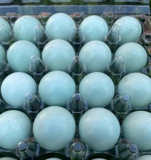 16+**RARE COLORS** Celadon Blue Coturnix Quail Hatchg Eggs Eggs picture