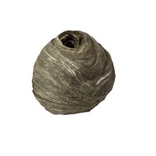 Wasp Nest Hive Paper Gray Natural Decor Display Bee Hornet picture