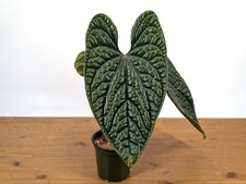 Anthurium Luxurians Pot Size: 4