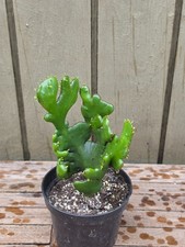 Euphorbia alluaudii  ssp.oncoclada crested rare  succulent  4''pot picture