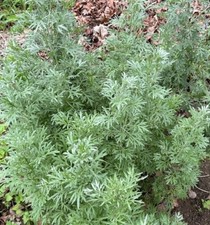 1000+ Absinthe Wormwood Seeds (Artemisia absinthium)  | Perennial, NON-GMO picture