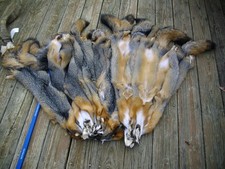 One - Beautiful XLG. GREY FOX Soft Tanned Fur/Skin/Hide/Hunting Cabin Taxidermy picture