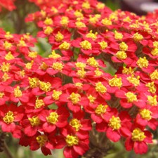 Red Yarrow Seeds | Heirloom / Non-GMO |  | Seed Store | 1267 picture