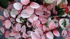 Snowbush | 2 Inch | Breynia disticha | Low Maintenance | Hardy | Landscape Plant picture