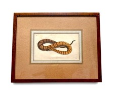 RARE SHAW & NODDER Antarctic Boa Hand Colored Copper Snake Engraving PLATE 535 picture