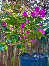 Bonsai Style Pre-bonsai red   Bougainvillea Tree 5 years picture
