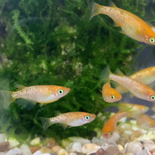 Lot of 8 Medaka, Red King Glitter Japanese Rice Fish, Easy Aquarium/Pond Fish picture