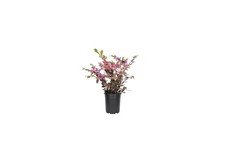 Loropetalum Ruby | Quart | Loropetalum chinense | Low Maintenance | Hardy Plant picture