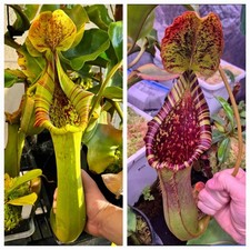 Nepenthes Truncata (G) x (Robcantleyi x Lowii) Seed Pod picture