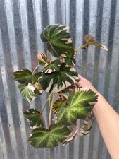 #76 RARE  Begonia Variegated Soli-mutata 4” Pot Aroid Houseplant picture