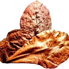 100+ Indian Almond Leaves Catappa Large XL Betta Shrimp Aquarium Leaves USA SHIP picture