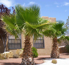 California Fan Palm 10 Seeds Washingtonia Filifera   picture