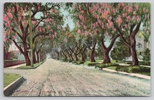 Vintage Marengo Ave Pasadena CA Tree-Lined Street Postcard 1907-1915 picture
