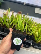 Sarracenia Mississippi Pitcher Plant - Carnivorous Plant picture