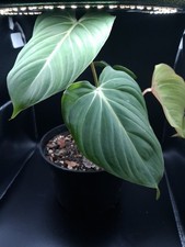 Philodendron Dean McDowell Rooted Live Plant Rare Collector Aroid picture