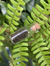 Olivine Crystal Volcanic Soil Pele’s Hair, Olivine Mineral Soil Rich Dirt. 2ml. picture