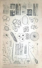 1860s Half Hours With The Microscope Edwin Lankester - Antique Microbiology Book picture