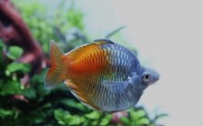 3-Pack Short Body Boesemani Rainbowfish 1.5-2
