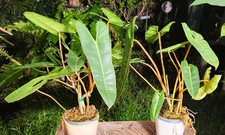 Philodendron Billietiae Plant grown in 5
