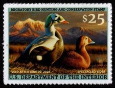 #RW92  2025 -2026 Federal Duck Stamp - Spectacled Elder  - MNH picture