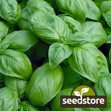 Sweet Basil Seeds | Heirloom / Non-GMO |  | Herb Seeds | 1130 picture