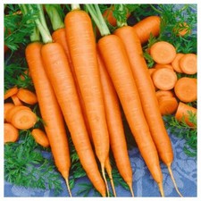 Tendersweet Carrot Seeds, Beta Carotene, Vitamin A, NON-GMO,  picture