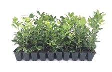 Ilex Nellie Holly | 2 Inch | Ilex stevensii | Evergreen Privacy | Dense Growth picture