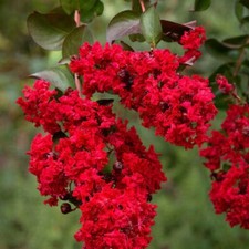 DYNAMITE CRAPE MYRTLE 3-4’ Tree Deep Red Blooms  Beautiful Flowering Hardy Tree picture