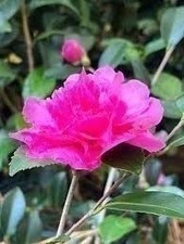 Camellia Sparkling Burgundy | 3 Gallon | Camellia sasanqua | Winter Blooms picture