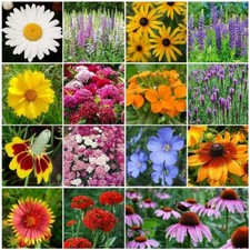 All Perennial Wildflower Mix, 1 LB, 15 Species Flowers, Easy To Grow,  picture