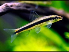 3 SIAMESE ALGAE EATER 1.5
