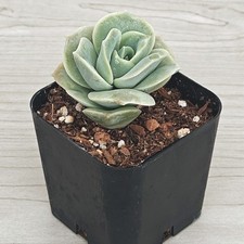 Succulent Plant - Graptoveria Lovely Rose - In 2
