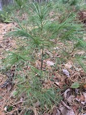 Eastern White Pine Tree Seedlings /Transplants 18