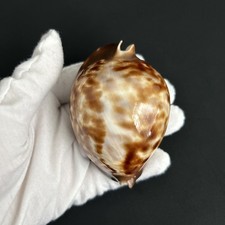 Zoila thersites thersites, Thersites Friend’s Cowrie, Cypraea thersites, 80.1mm picture