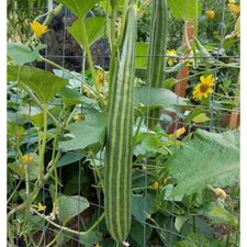 Cucumber Seeds - Armenian Striped Cucumber - 1.gram picture