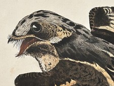 Rare Bird Print Original, John Selby Print “Goatsucker male” 1820 Plate XLII picture
