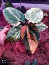 Anthurium Black Venom x Anthurium Dressleri Variegated Real Plant $1050 picture
