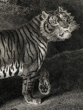 1807 REES CYCLOPÆDIA, Superb Art by Sydenham Edwards: Plate III, TIGER, LEOPARD picture
