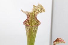 Sarracenia - Leucophylla DC Red x Oreophila picture