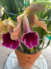 Rare Cattleya Triumphans x L. Tenebrosa  D #5.  ￼4 bulbs and 2 new growths picture