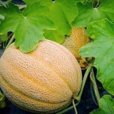 Hales Best Jumbo Melon Seeds, NON-GMO, Cantaloupe, Muskmelon,  picture