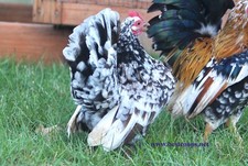 12+ Fertile Show Quality Serama Chicken Hatching Eggs picture