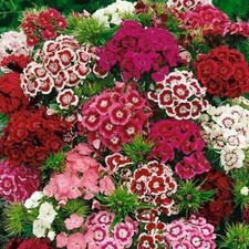 Sweet William Flower Seeds 300+ MIXED MULTI-COLOR SCENTED USA  picture