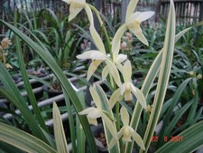 Cymbidium Cymbidium ensifolium ‘Wo Long Su’, 建兰 ‘卧龙素’  Highly Fragrant picture